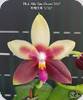 Phal. Miki Rose Vincent 1782